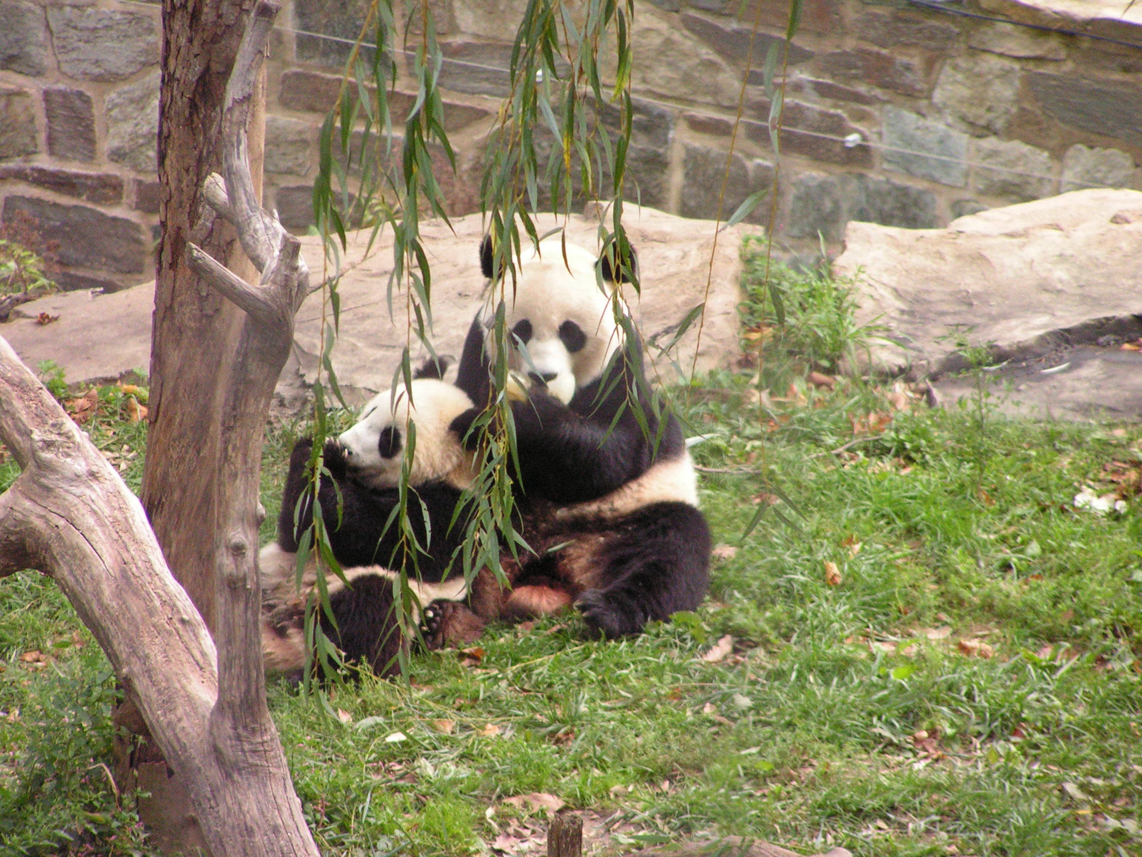 ./2006/National Zoo/TripBackPANatlZoo 0019.JPG